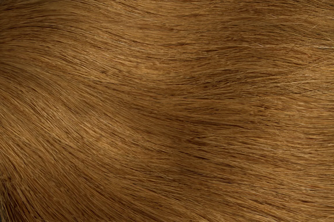 Gold Fever Bonding Extensions 35 cm