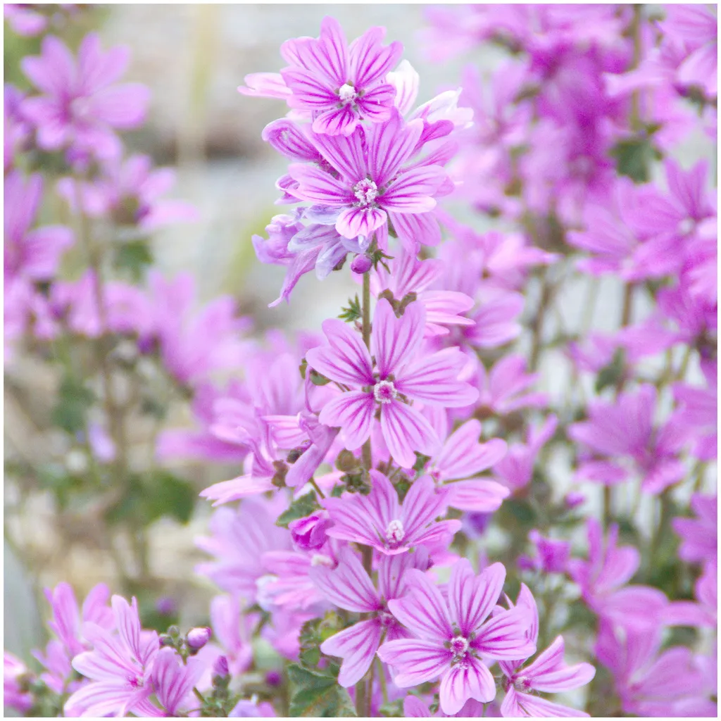 Rausch Feuchtigkeit Body Lotion mit Malve