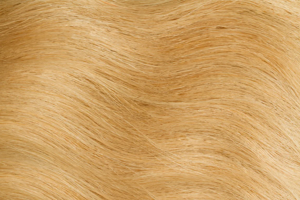 Gold Fever Bonding Extensions 35 cm