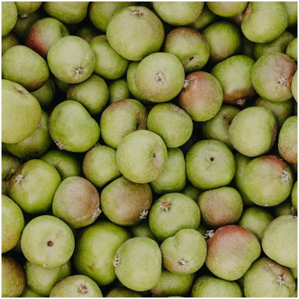 Rausch Anti-Pollution-Shampoo mit Schweizer Apfel