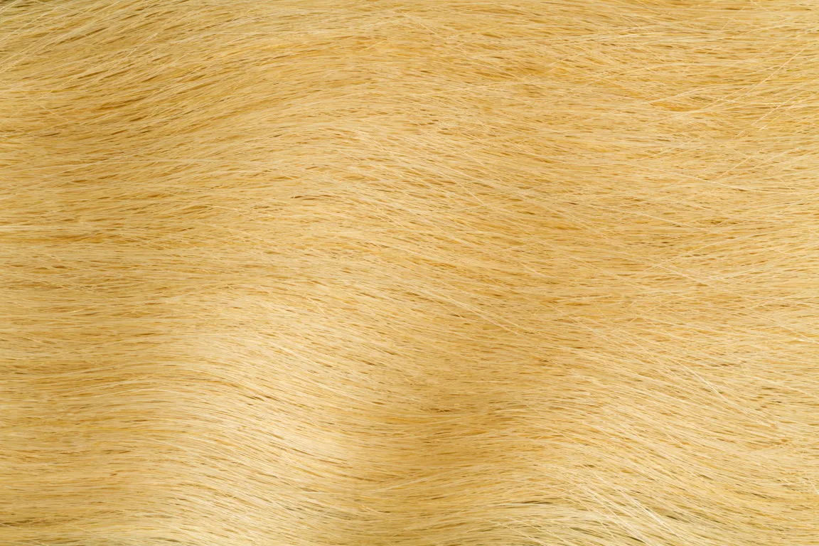 Gold Fever Bonding Extensions 35 cm