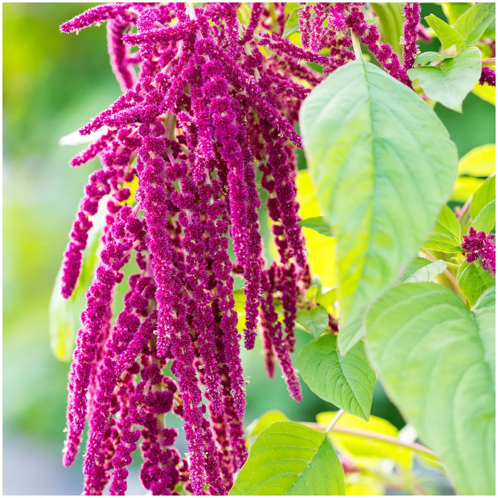 Rausch Repair Serum mit Amaranth