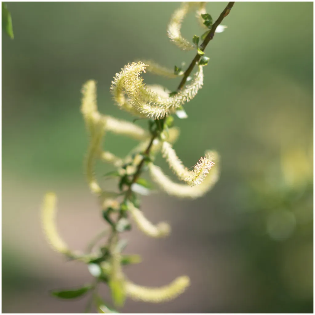 Rausch Spezial-Conditioner mit Weidenrinde